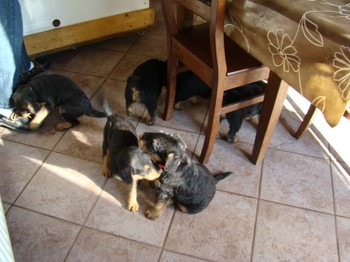 chiots_6semaines_les8_2.JPG