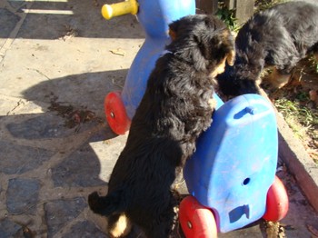 chiots_6semaines_les8_20.JPG