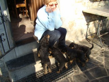 chiots_6semaines_les8_21.JPG
