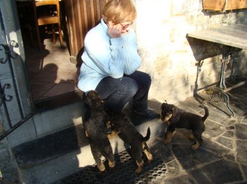 chiots_6semaines_les8_22.JPG