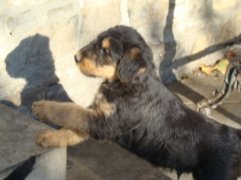 chiots_6semaines_les8_23.JPG