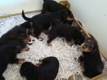 chiots_6semaines_les8_25.JPG