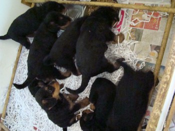 chiots_6semaines_les8_26.JPG
