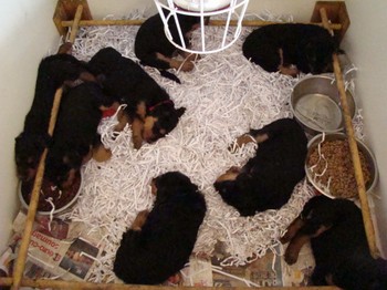 chiots_6semaines_les8_27.JPG