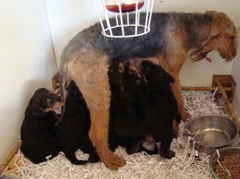 chiots_6semaines_les8_28.JPG