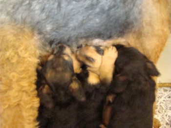 chiots_6semaines_les8_29.JPG