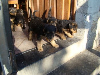 chiots_6semaines_les8_3.JPG