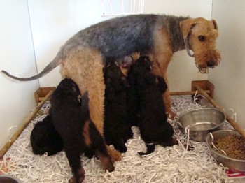 chiots_6semaines_les8_30.JPG