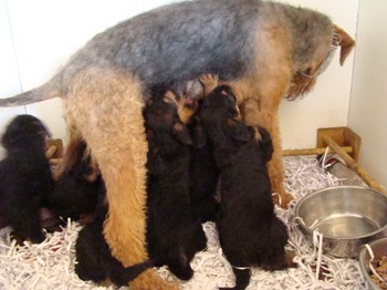 chiots_6semaines_les8_31.JPG