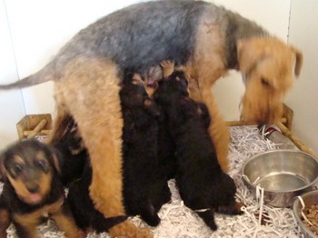 chiots_6semaines_les8_32.JPG
