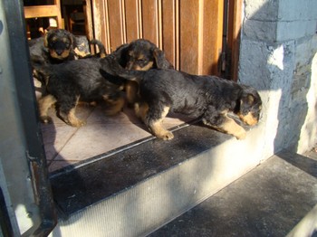 chiots_6semaines_les8_4.JPG