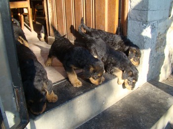 chiots_6semaines_les8_5.JPG
