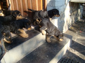 chiots_6semaines_les8_6.JPG