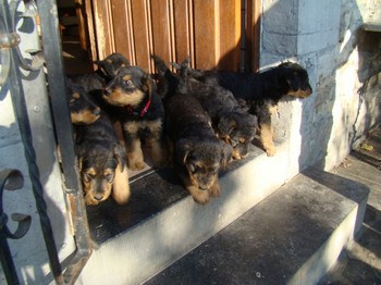 chiots_6semaines_les8_7.JPG