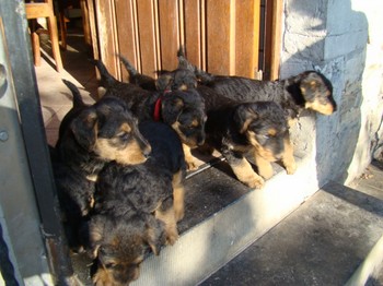 chiots_6semaines_les8_8.JPG