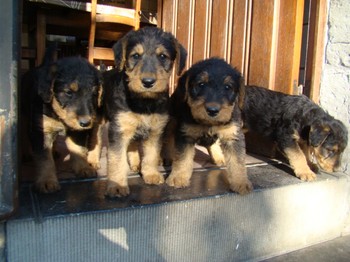chiots_6semaines_les8_9.JPG