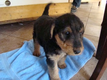chiots_6semaines_vinciane_1