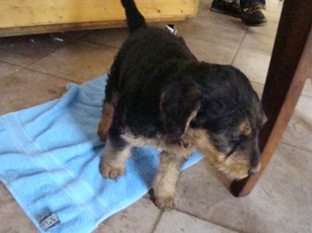 chiots_6semaines_vinciane_2.JPG