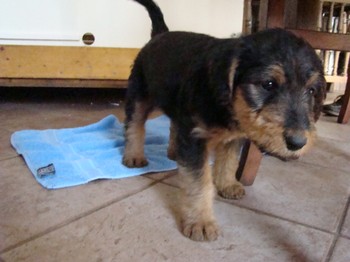 chiots_6semaines_vinciane_3.JPG