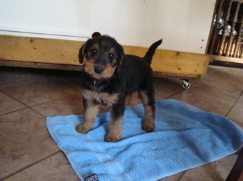 chiots_6semaines_vinciane_4.JPG