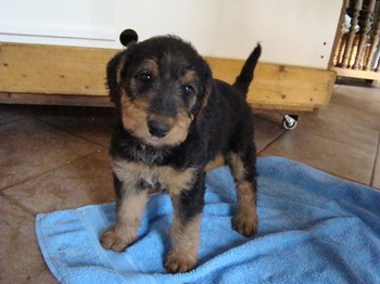 chiots_6semaines_vinciane_5.JPG