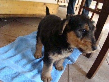 chiots_6semaines_vinciane_6.JPG
