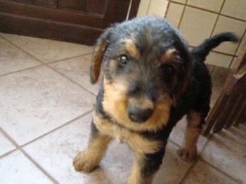 chiots_6semaines_vinciane_7.JPG