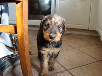 chiots_6semaines_vinciane_8.JPG