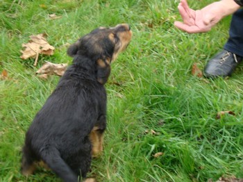 chiots_7semaines_claudine_1