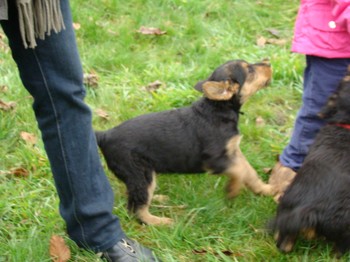 chiots_7semaines_claudine_2.JPG