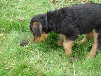 chiots_7semaines_claudine_3.JPG