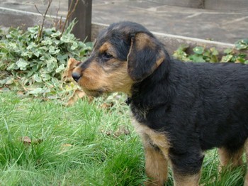 chiots_7semaines_claudine_4.JPG