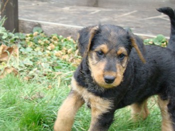 chiots_7semaines_claudine_5.JPG