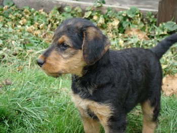 chiots_7semaines_claudine_6.JPG