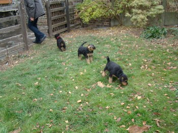 chiots_7semaines_fifilles_1