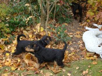 chiots_7semaines_fifilles_10.JPG