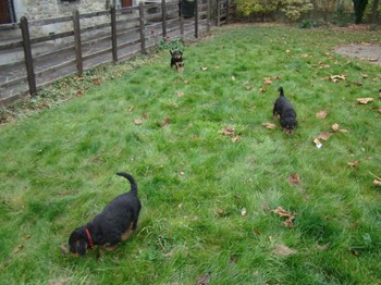 chiots_7semaines_fifilles_11.JPG