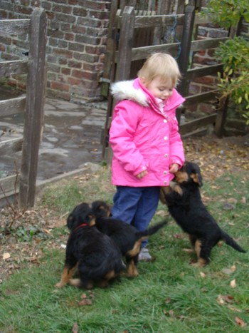 chiots_7semaines_fifilles_12.JPG