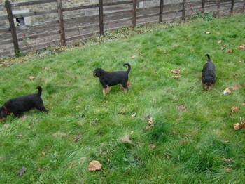 chiots_7semaines_fifilles_13.JPG