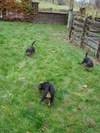 chiots_7semaines_fifilles_14.JPG