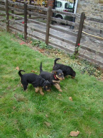 chiots_7semaines_fifilles_15.JPG