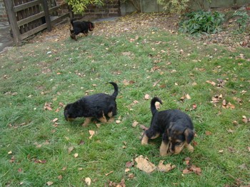 chiots_7semaines_fifilles_2.JPG