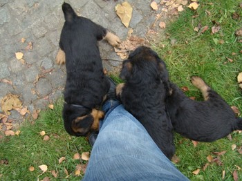 chiots_7semaines_fifilles_3.JPG