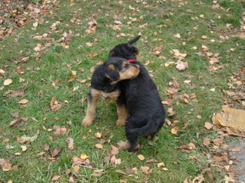 chiots_7semaines_fifilles_4.JPG