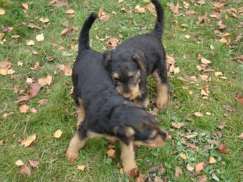 chiots_7semaines_fifilles_5.JPG