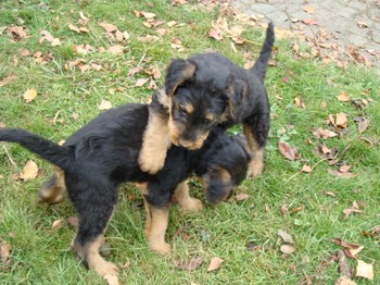 chiots_7semaines_fifilles_6.JPG