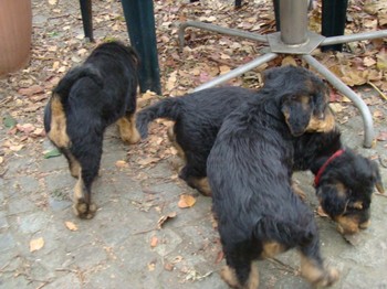 chiots_7semaines_fifilles_7.JPG