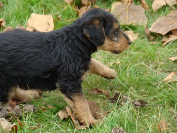 chiots_7semaines_fifilles_8.JPG