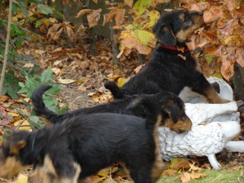 chiots_7semaines_fifilles_9.JPG