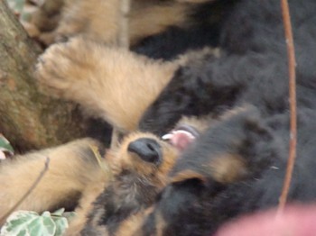 chiots_7semaines_gamins_1